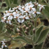 Olearia x oleifolia 'Oleifolia'